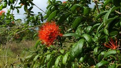 Combretum constrictum