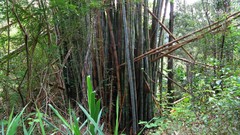 Dendrocalamus giganteus