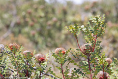 Banksia baxteri
