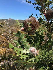 Banksia baxteri