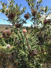Banksia baxteri