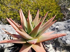 Aloe succotrina