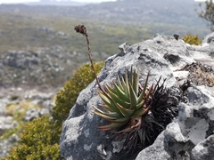 Aloe succotrina