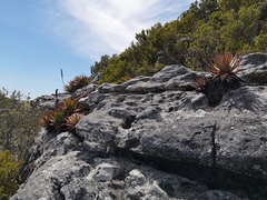 Aloe succotrina