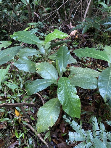 Dorstenia hirta