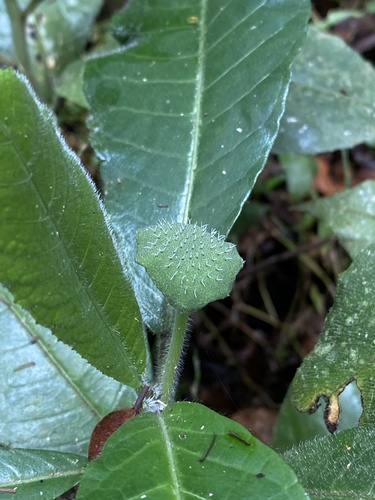 Dorstenia hirta