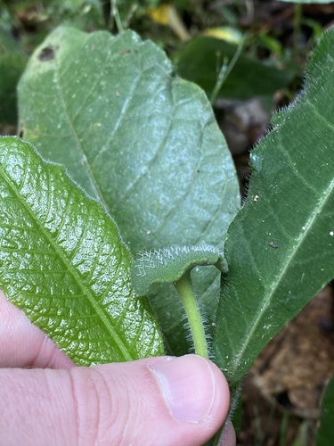 Dorstenia hirta