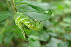Psilogramma discistriga