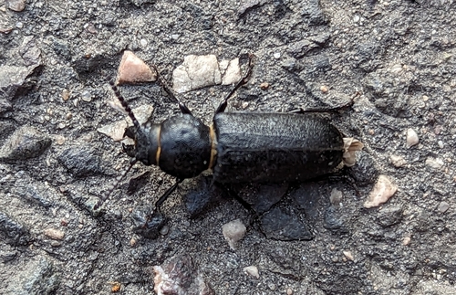 fuzáč borovicový (Spondylis buprestoides)