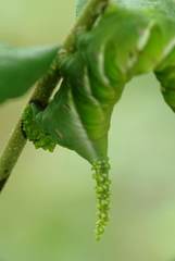 Psilogramma discistriga