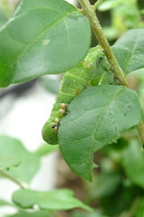 Psilogramma discistriga