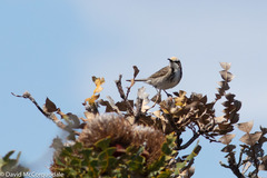Gliciphila melanops