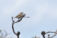 Gliciphila melanops