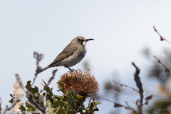 Gliciphila melanops