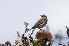 Gliciphila melanops
