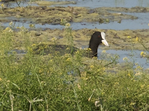 Fulica atra