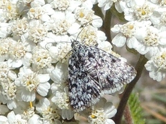 Orenaia alpestralis