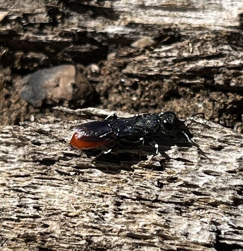 iNaturalist observation photo of Orussus