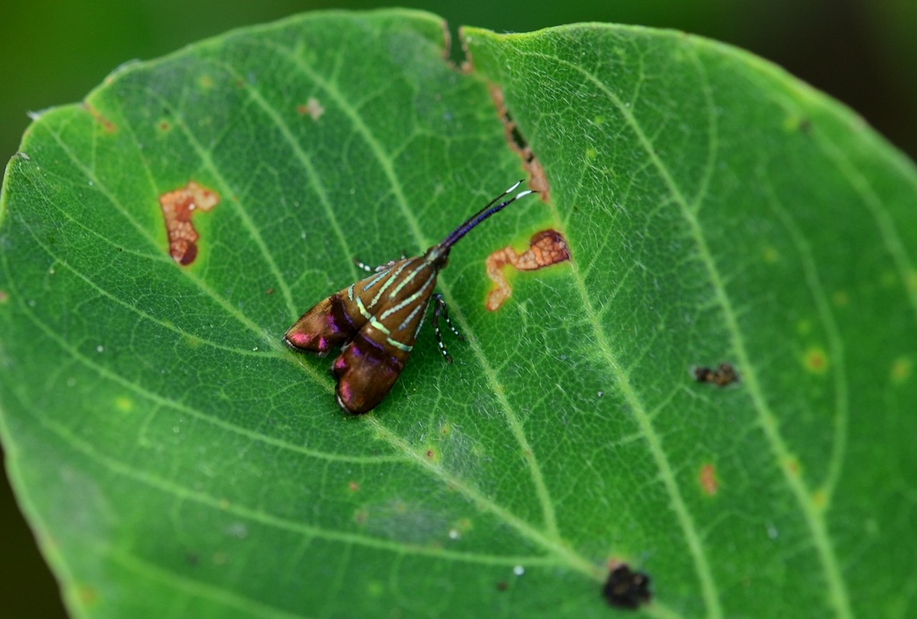 Santiphit Insect Saptha angustistriata from 台灣台東縣 on May 5, 2017 at 01:52 PM by Li-peng ...
