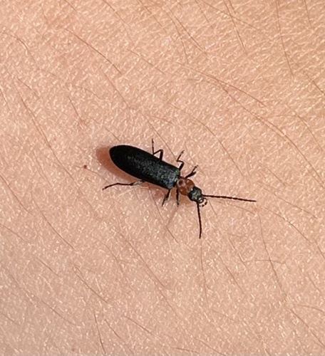 iNaturalist observation photo of Ischnomera excavata