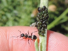 Formica lemani