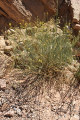 Coronilla juncea subsp. pomelii image