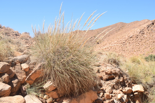 Macrochloa tenacissima image