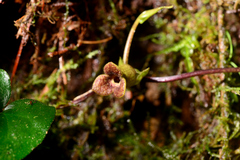 Asarum crassisepalum