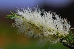 Melaleuca alternifolia