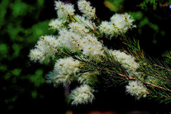 Melaleuca alternifolia