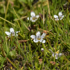 Limosella longiflora