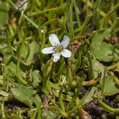 Limosella longiflora