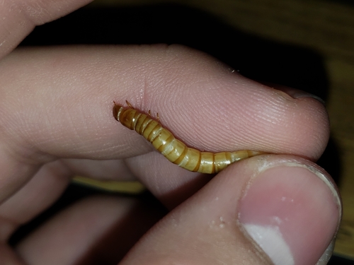Yellow Mealworm Beetle photo 5