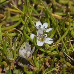 Limosella longiflora