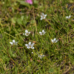 Limosella longiflora
