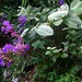 Tibouchina grandifolia - Photo (c) michi1, μερικά δικαιώματα διατηρούνται (CC BY-NC), uploaded by michi1