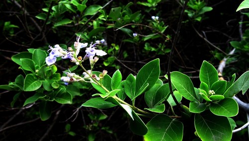 Vitex trifolia image