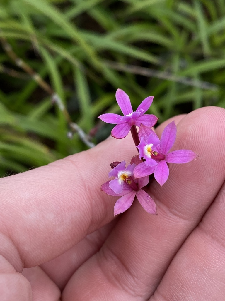 Epidendrum secundum, Parque Nacional da Tijuca, Rio De Janeiro, RJ, BR