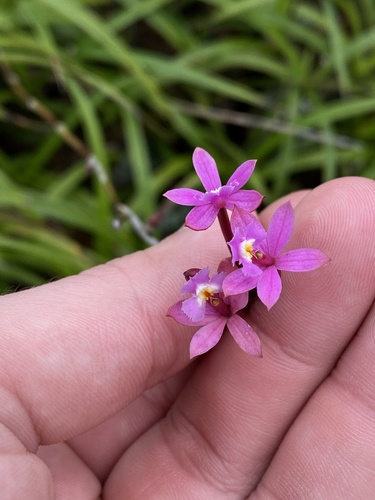 Epidendrum secundum