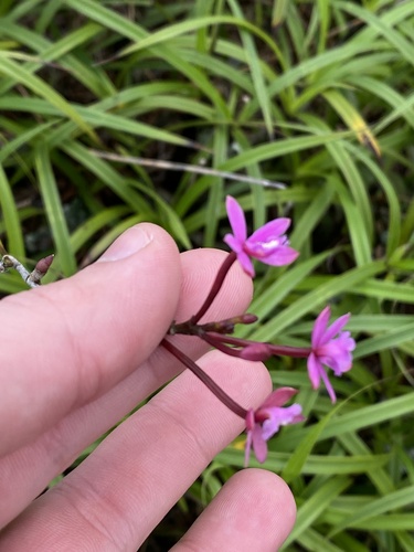 Epidendrum secundum