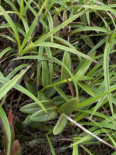 Epidendrum secundum