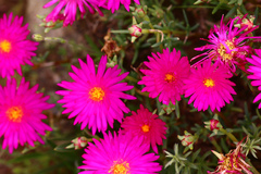 Lampranthus vernalis