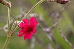 Silene ornata