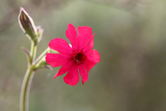 Silene ornata