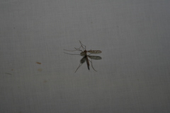 Tricyphona