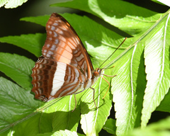 Adelpha boeotia