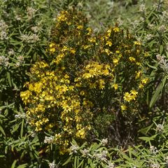 Oedera dieterlenii