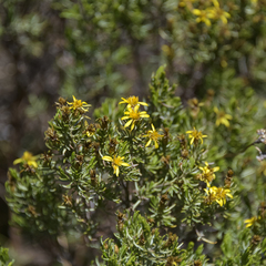 Oedera dieterlenii