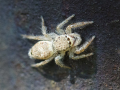 Rudakius cinctus