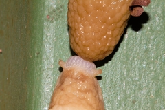 Polytoxon robustum